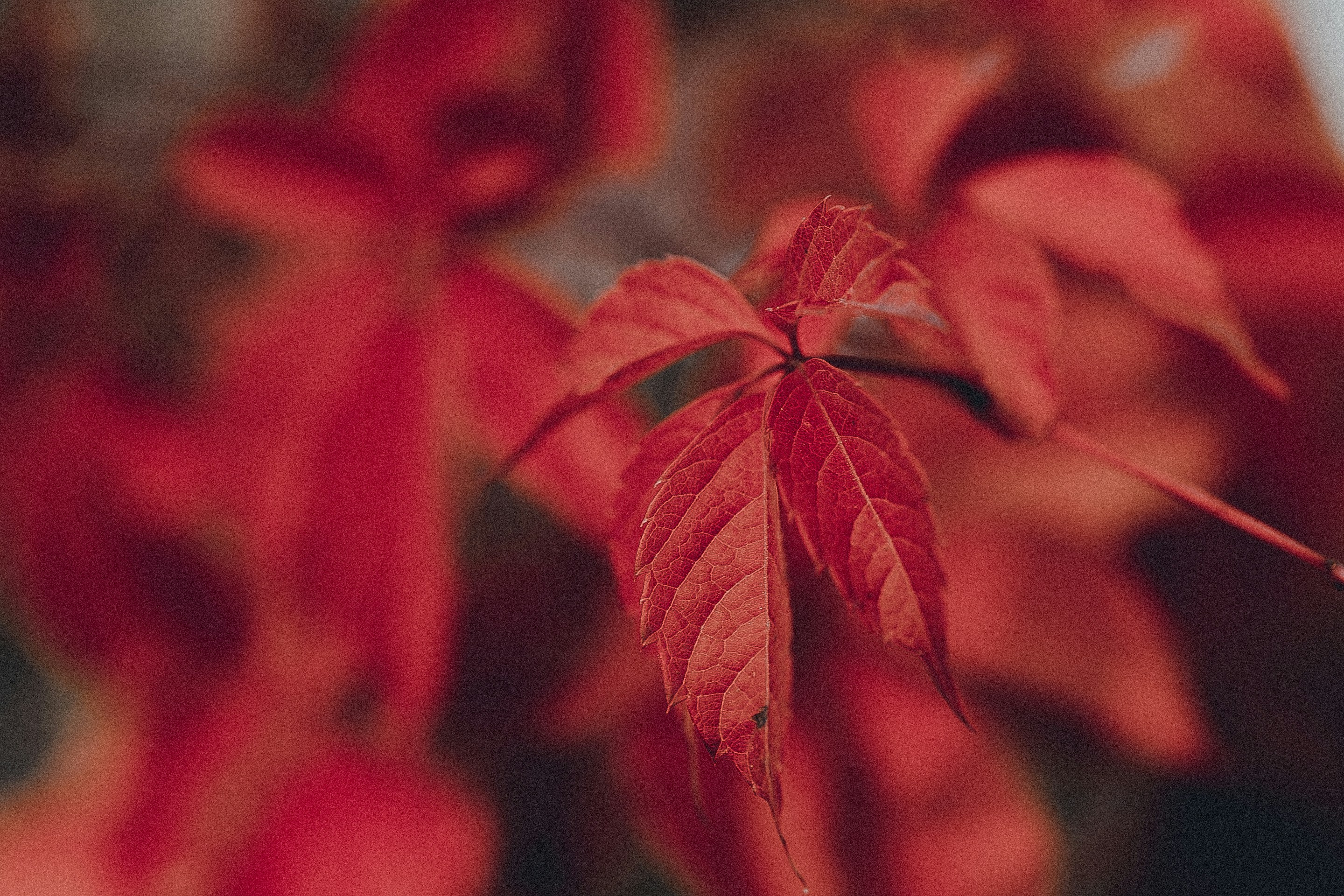 Photo by anna_safronova