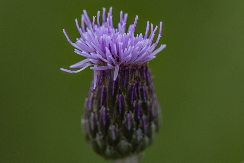 a purple flower in a vase