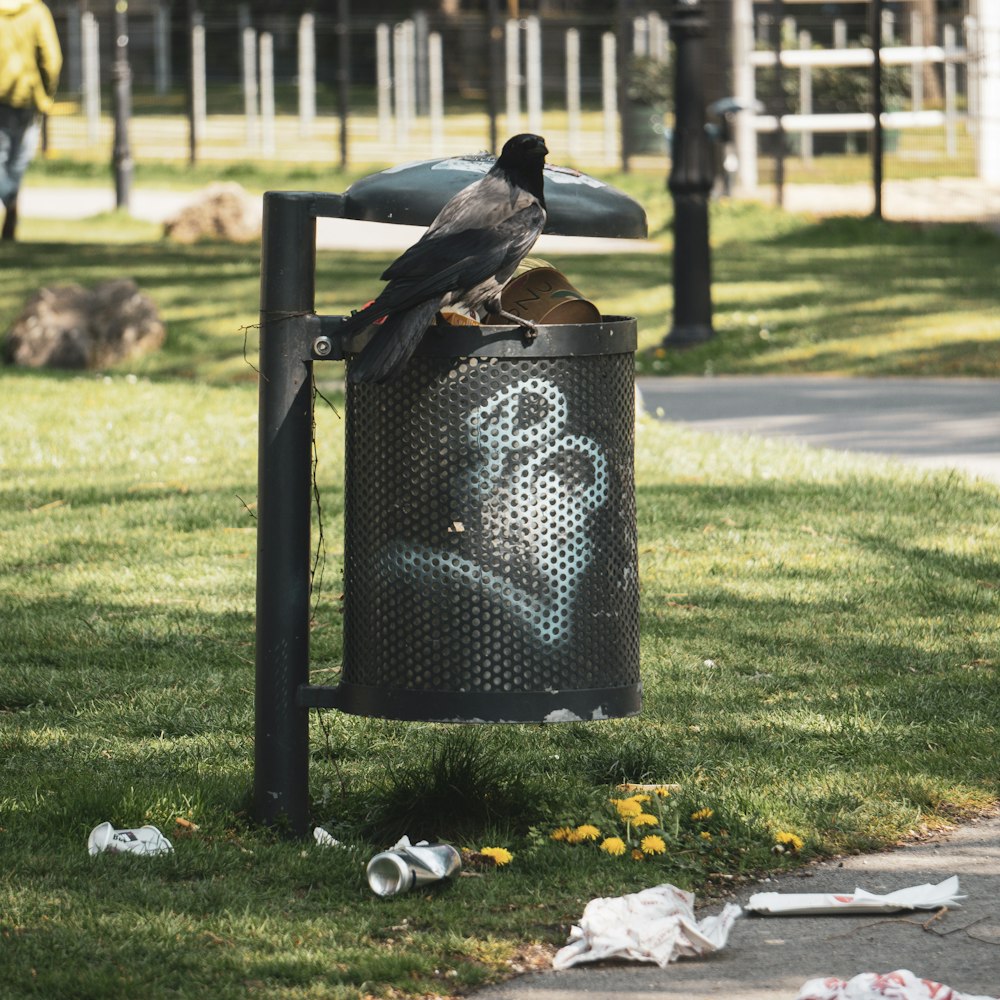 a bird on a trash can
