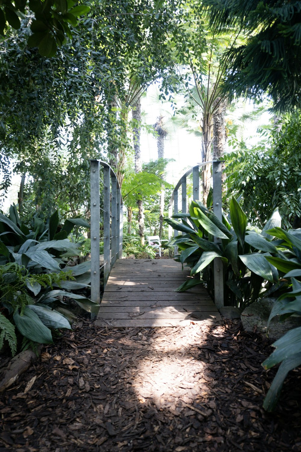 a path through a tropical forest
