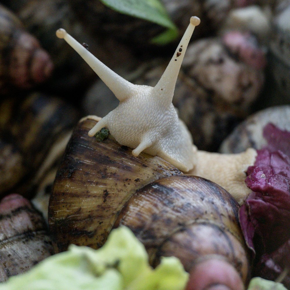 a snail on a log