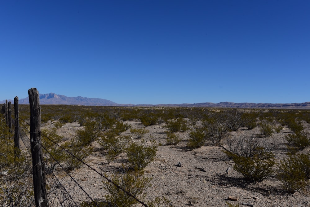 a desert with bushes and trees