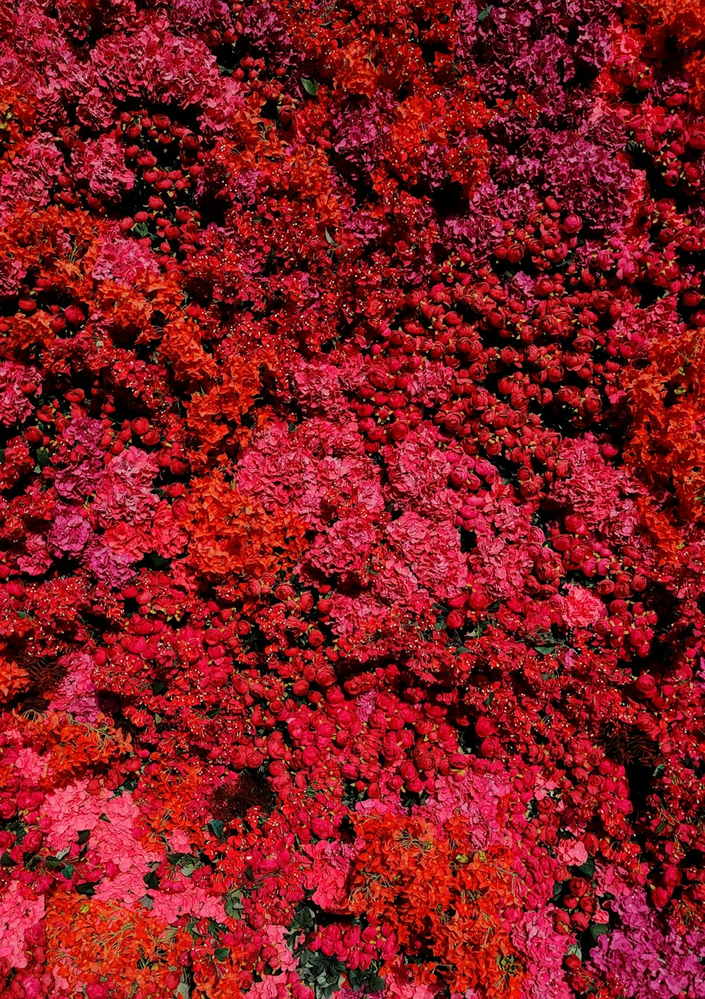 a tree with red leaves