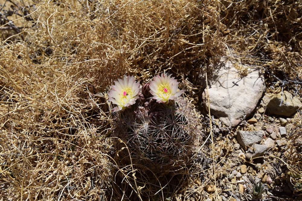 a cactus with white flowers