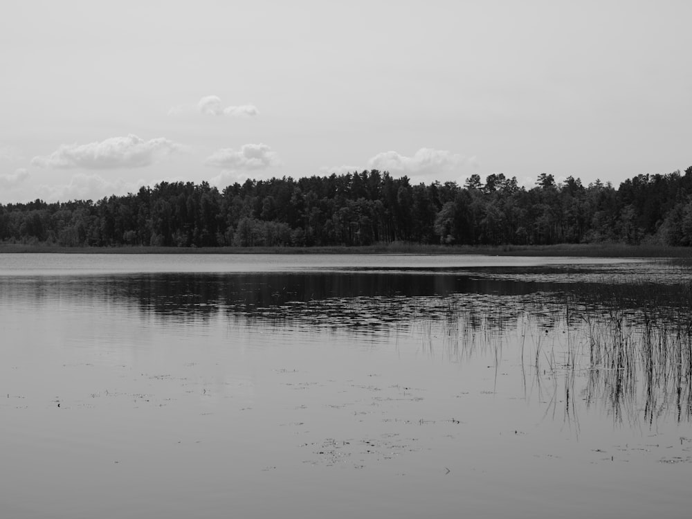 a lake with trees in the background