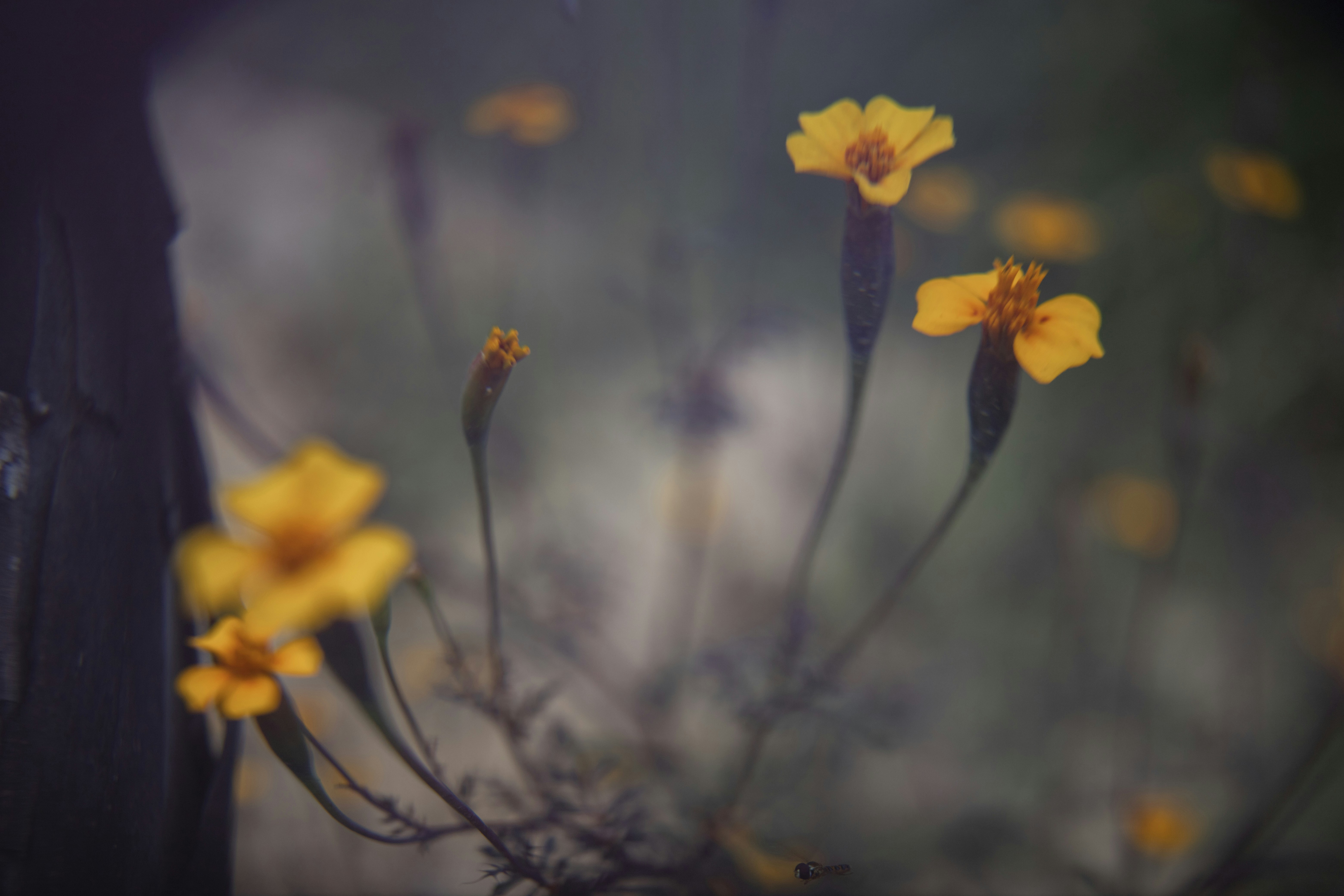 yellow flowers on a plant