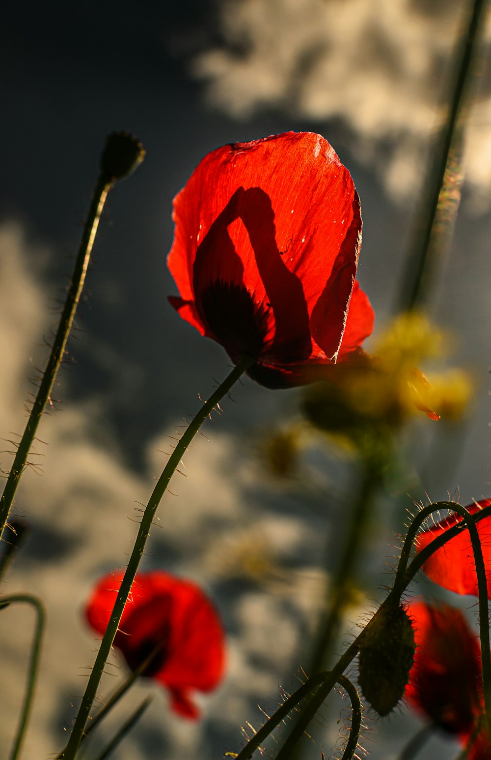 a close up of a red flower