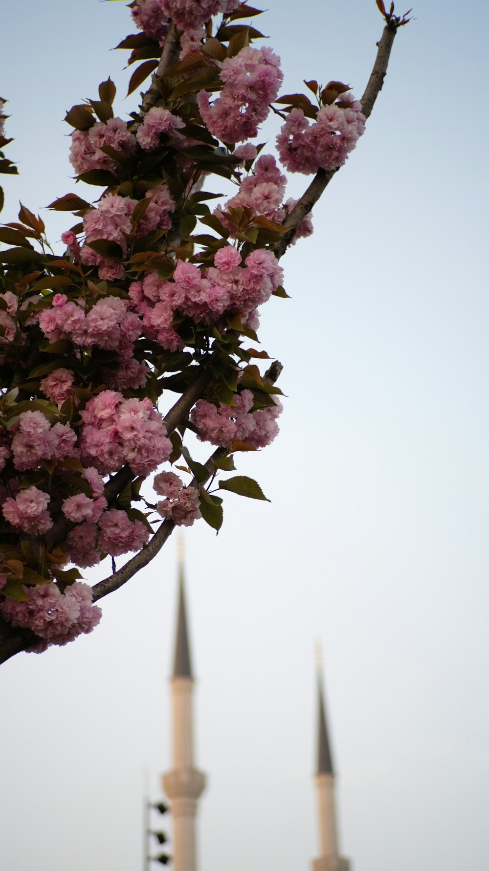 a tree with pink flowers