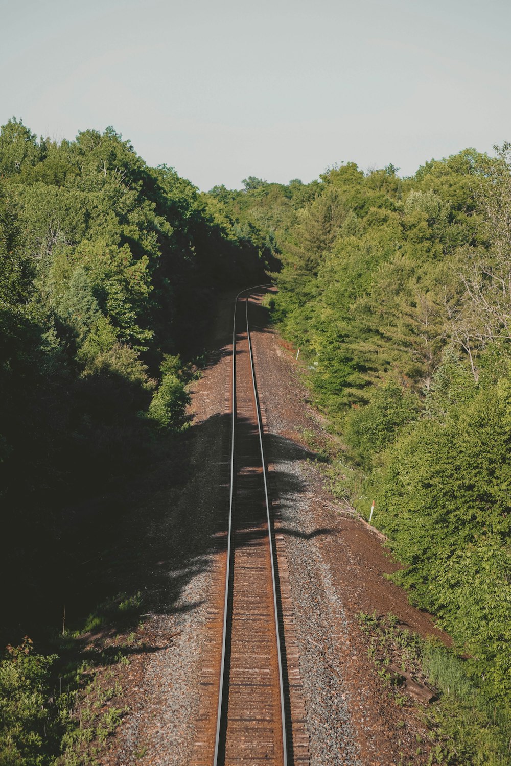 train tracks in the woods