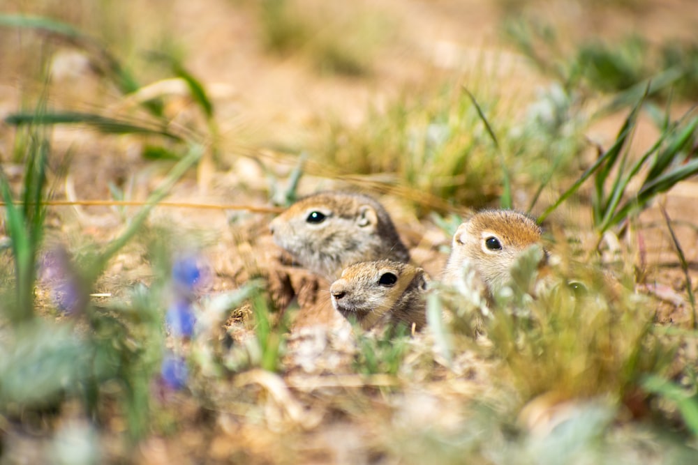 a group of small animals in the grass