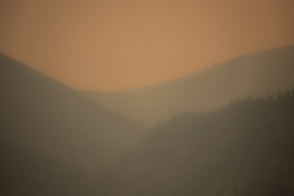 a foggy valley with trees