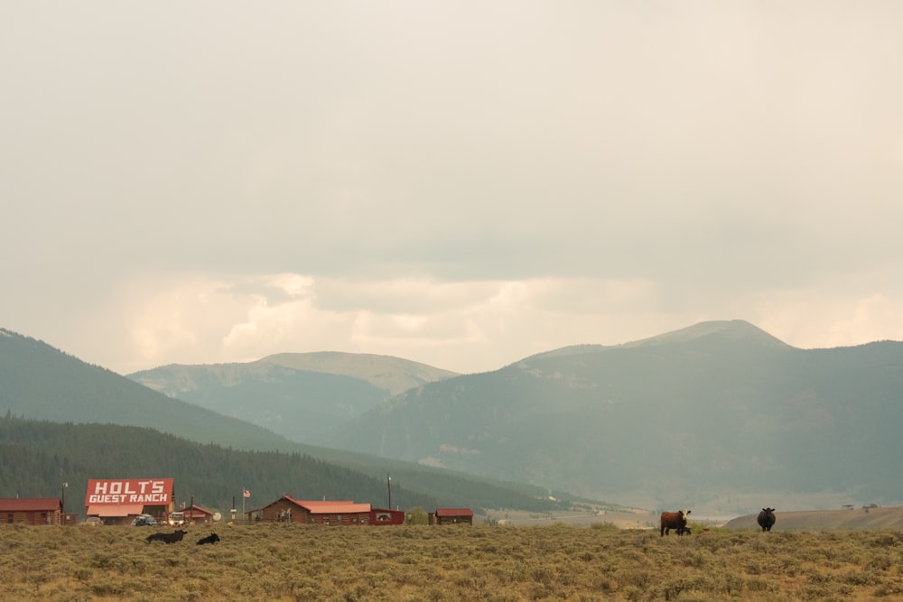 a group of animals stand in a field