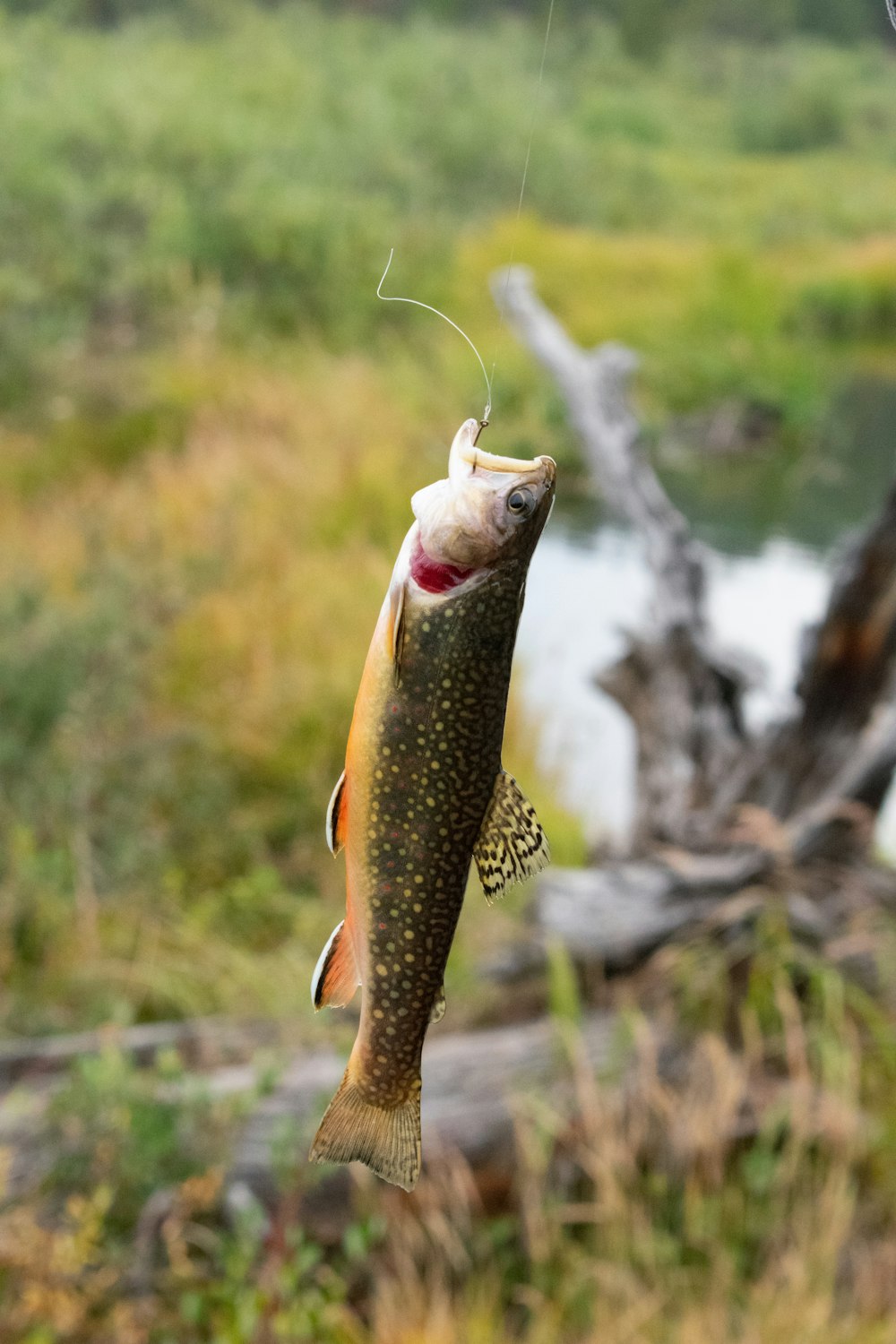 a fish with a face on it