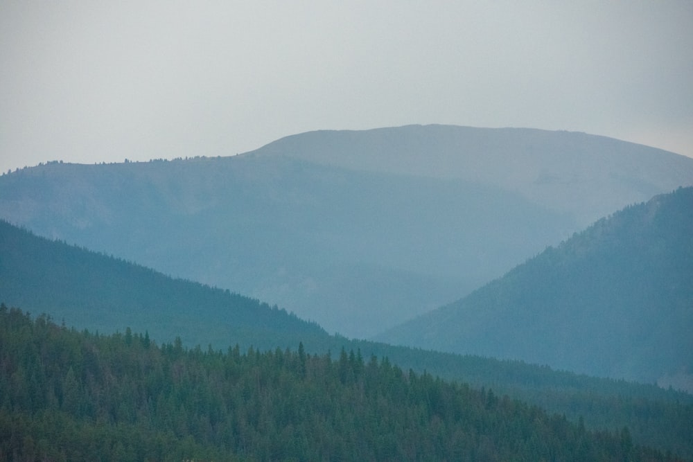 a forest of trees