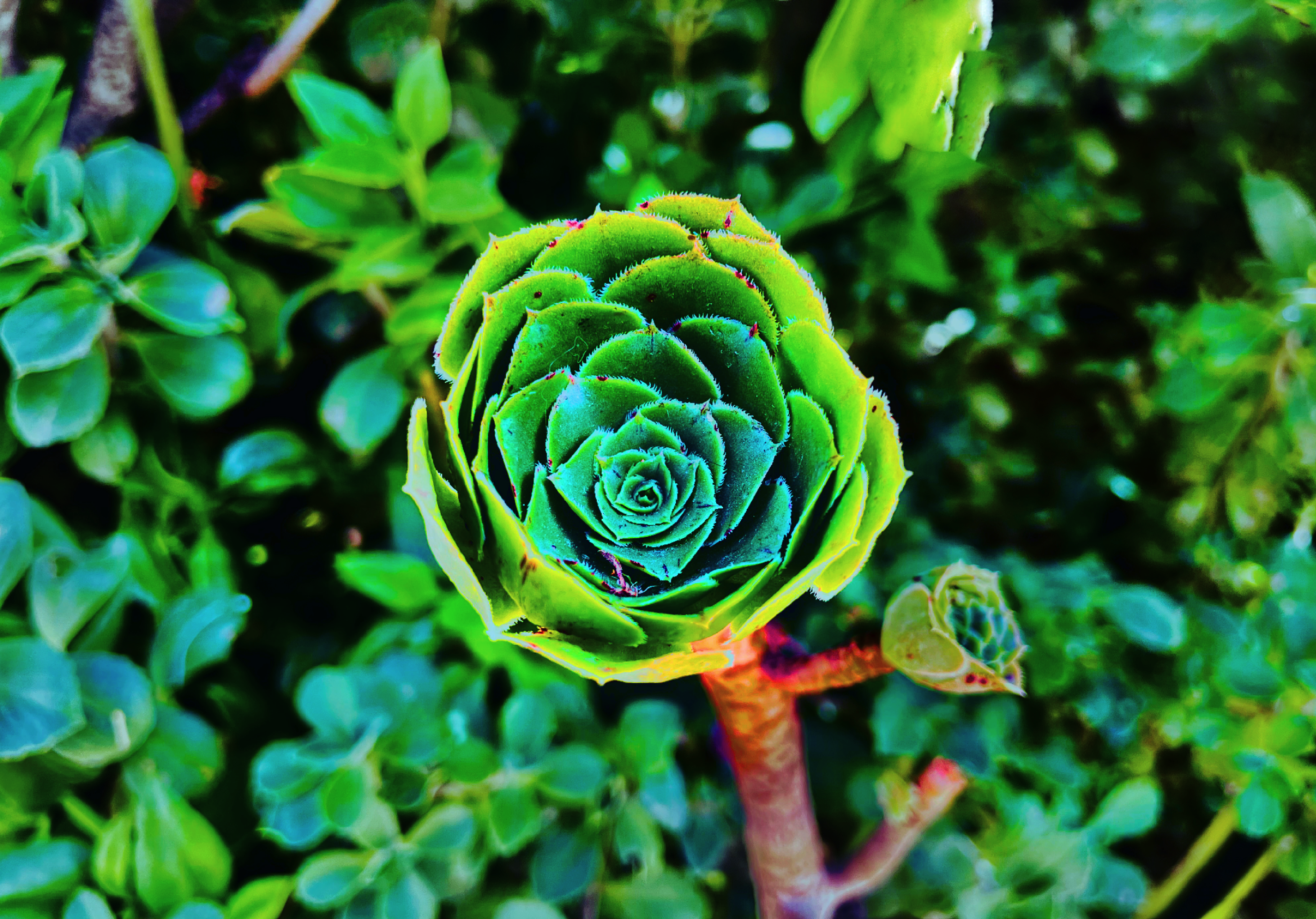 a green flower on a plant