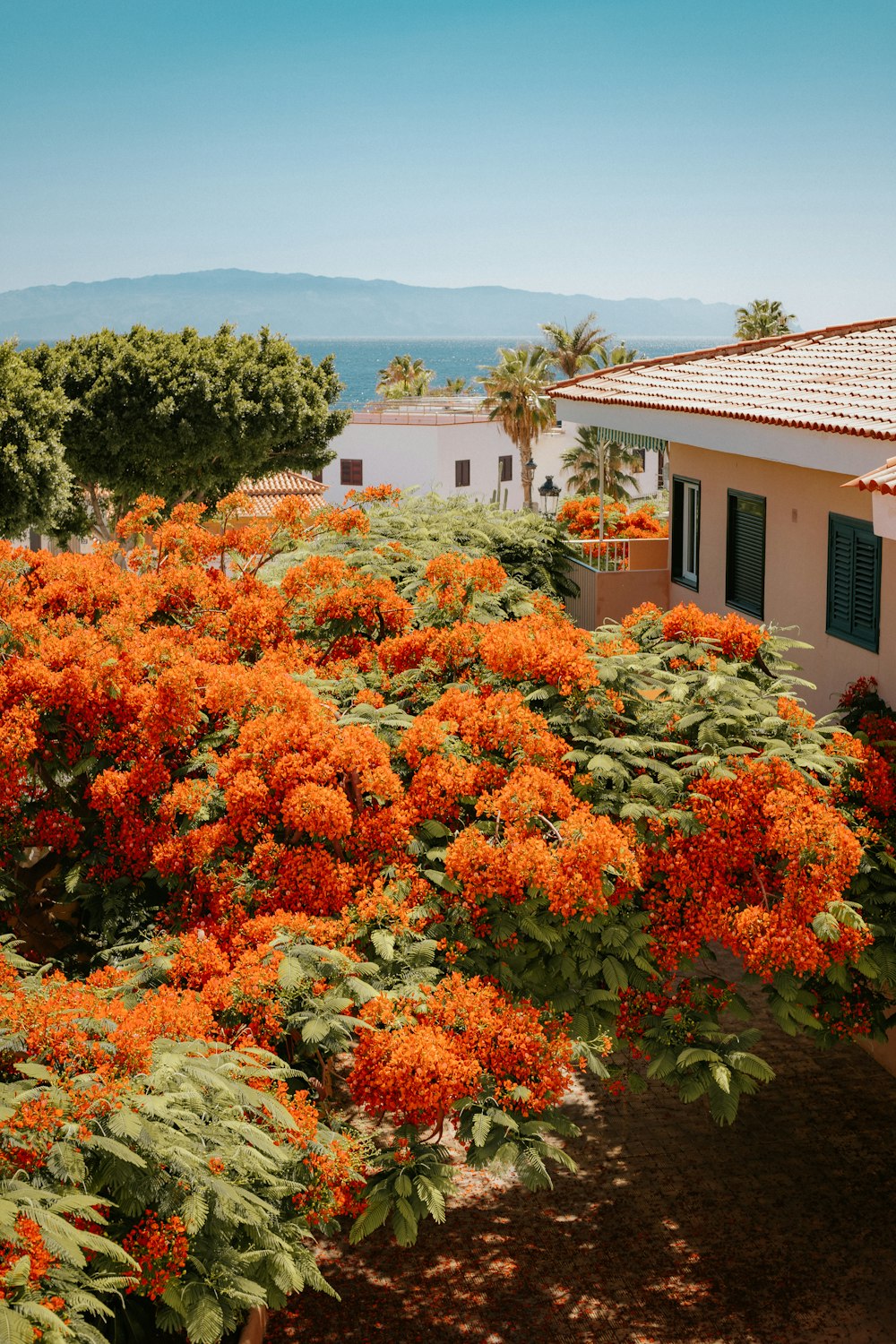 a garden of flowers