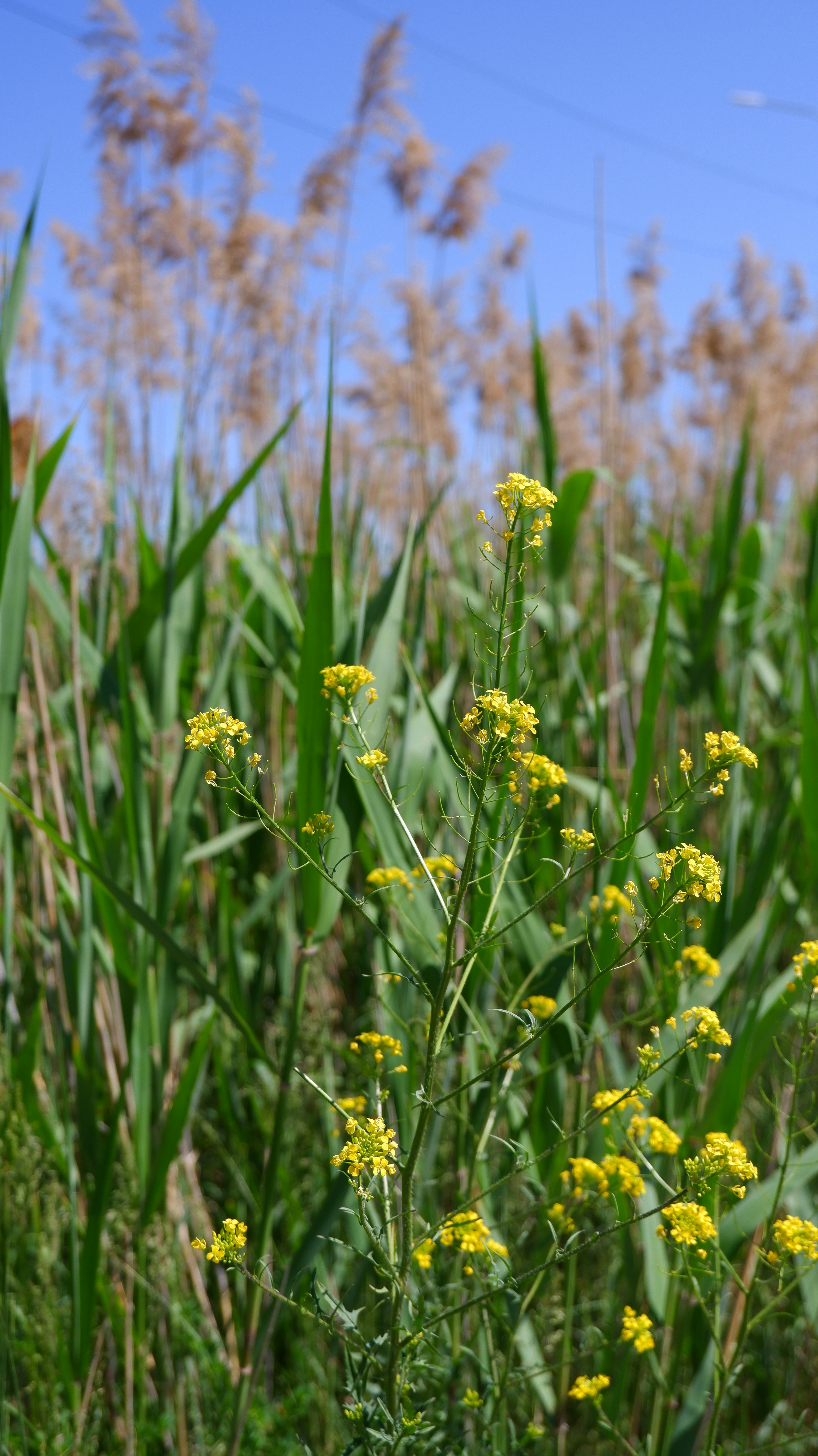 Photo by russellfoto