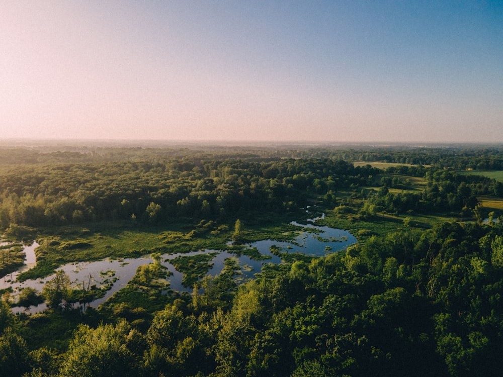 a river running through a forest