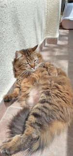 A fluffy tabby cat lounging lazily on a sunlit windowsill, eyes half-closed in contentment.