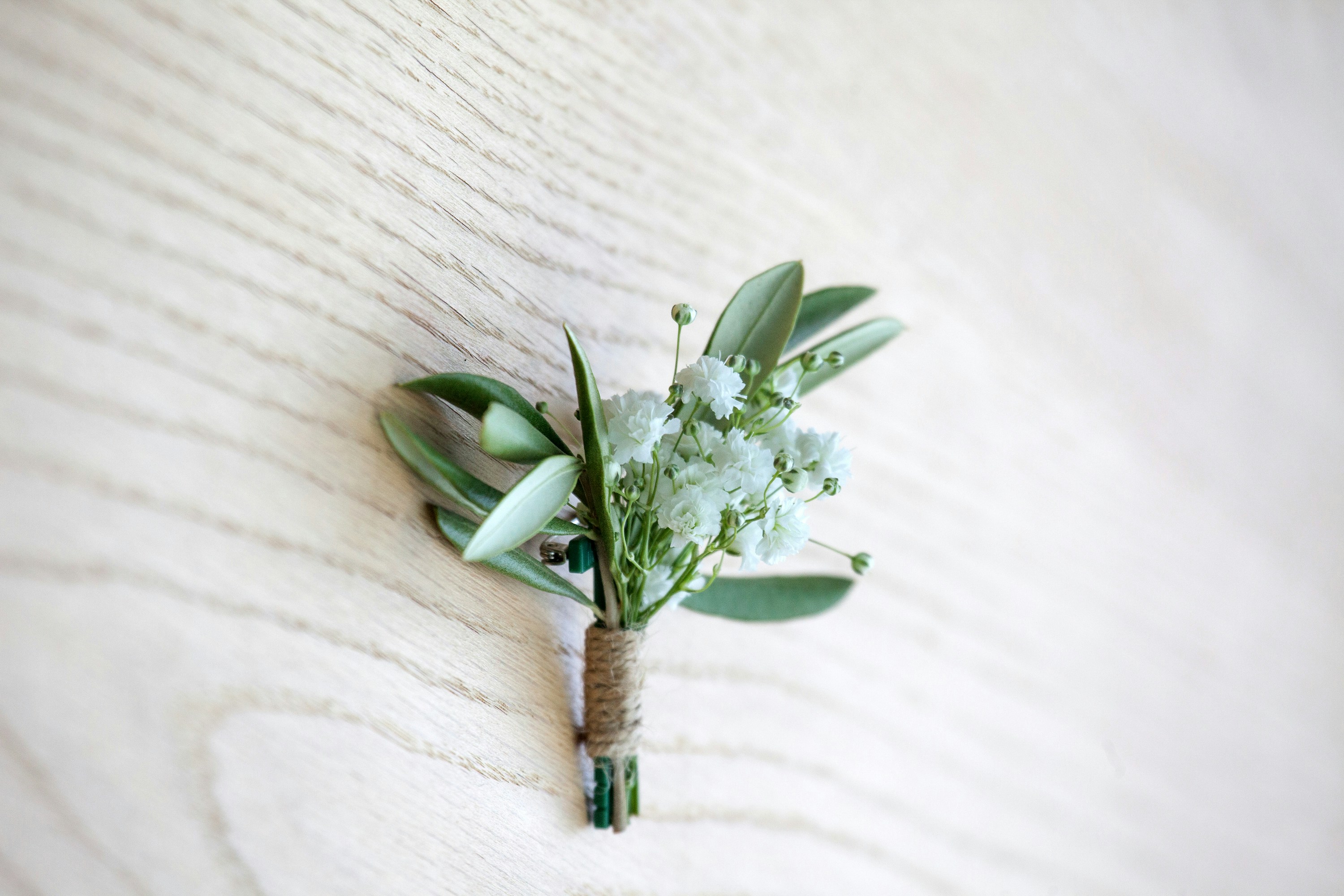 a plant with white flowers