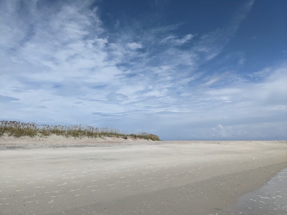 a sandy beach with bushes and sand