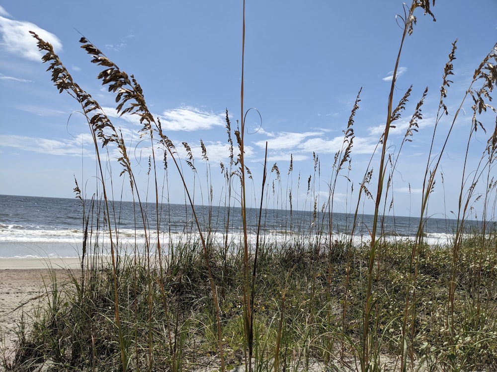 a beach with tall grass and water