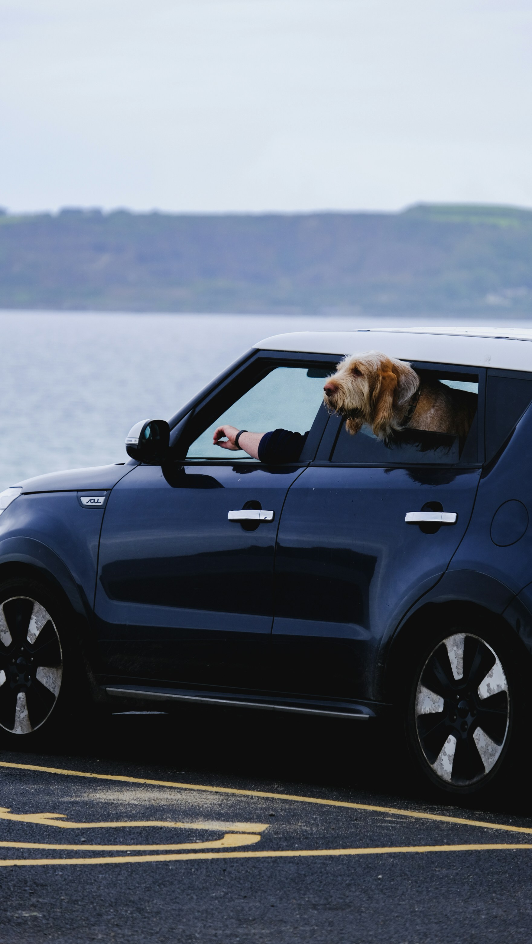 A dog companion looking out of a car