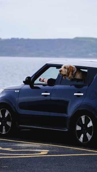 Travelling with Your Dog in the UK: Car, Train, Bus and Ferry Guide