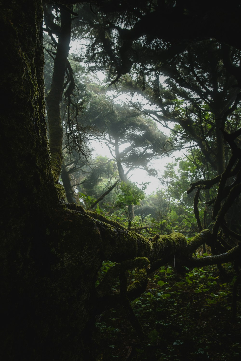 a forest with trees