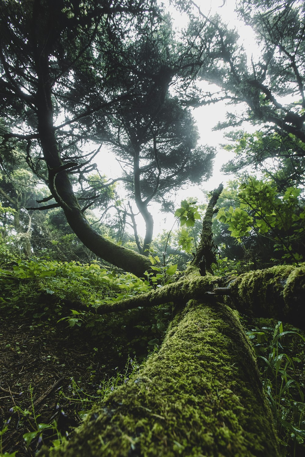 a forest with trees