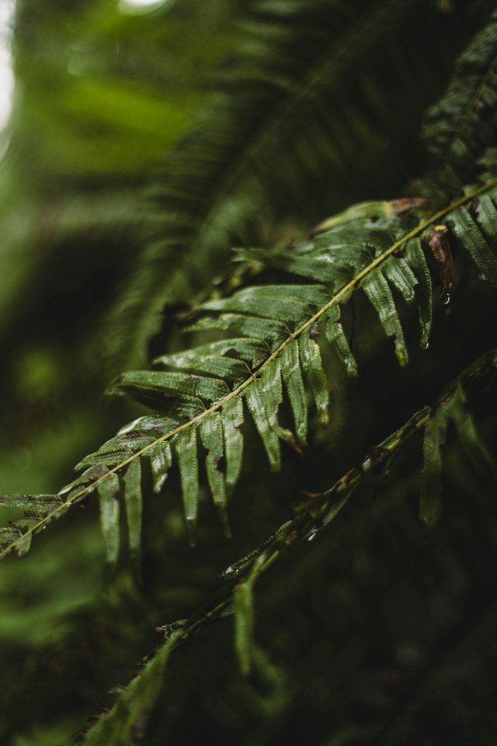 close up of a green plant