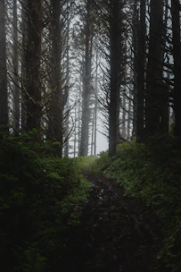 Runner navigating a misty forest trail surrounded by tall Darjeeling pines.