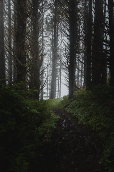 A misty trail winding through dense, rain-soaked forest in the Western Ghats at dawn.