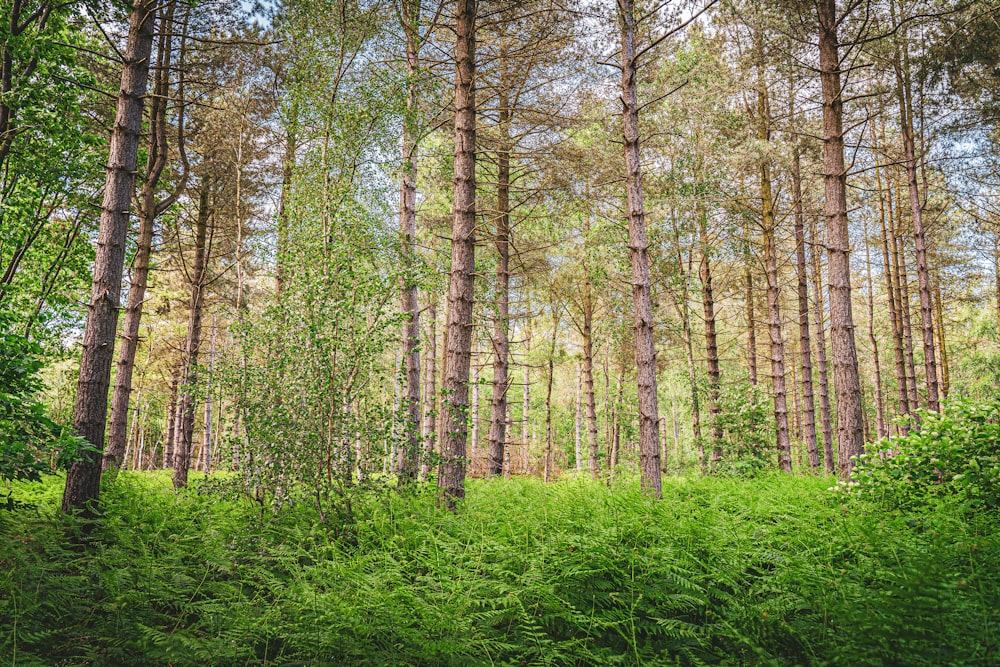 a forest of trees