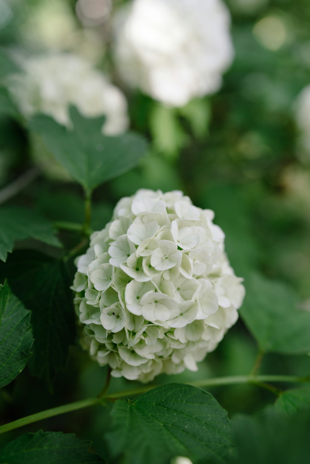 a close up of a flower