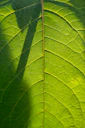 close-up of a leaf