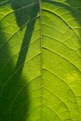 close-up of a leaf
