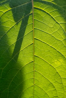 close-up of a leaf