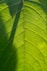close-up of a leaf