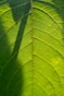 close-up of a leaf