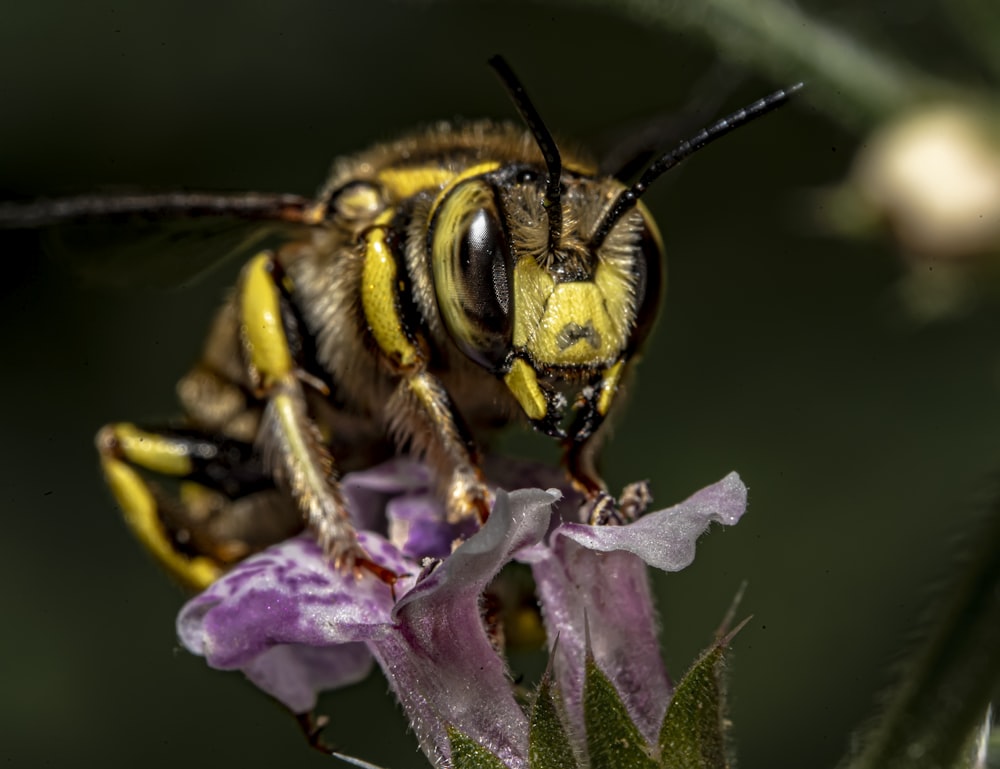 a bee on a purple flower