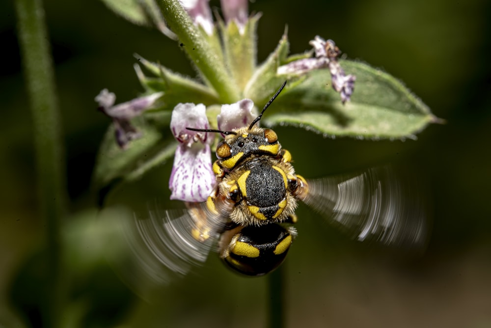 a bee on a flower