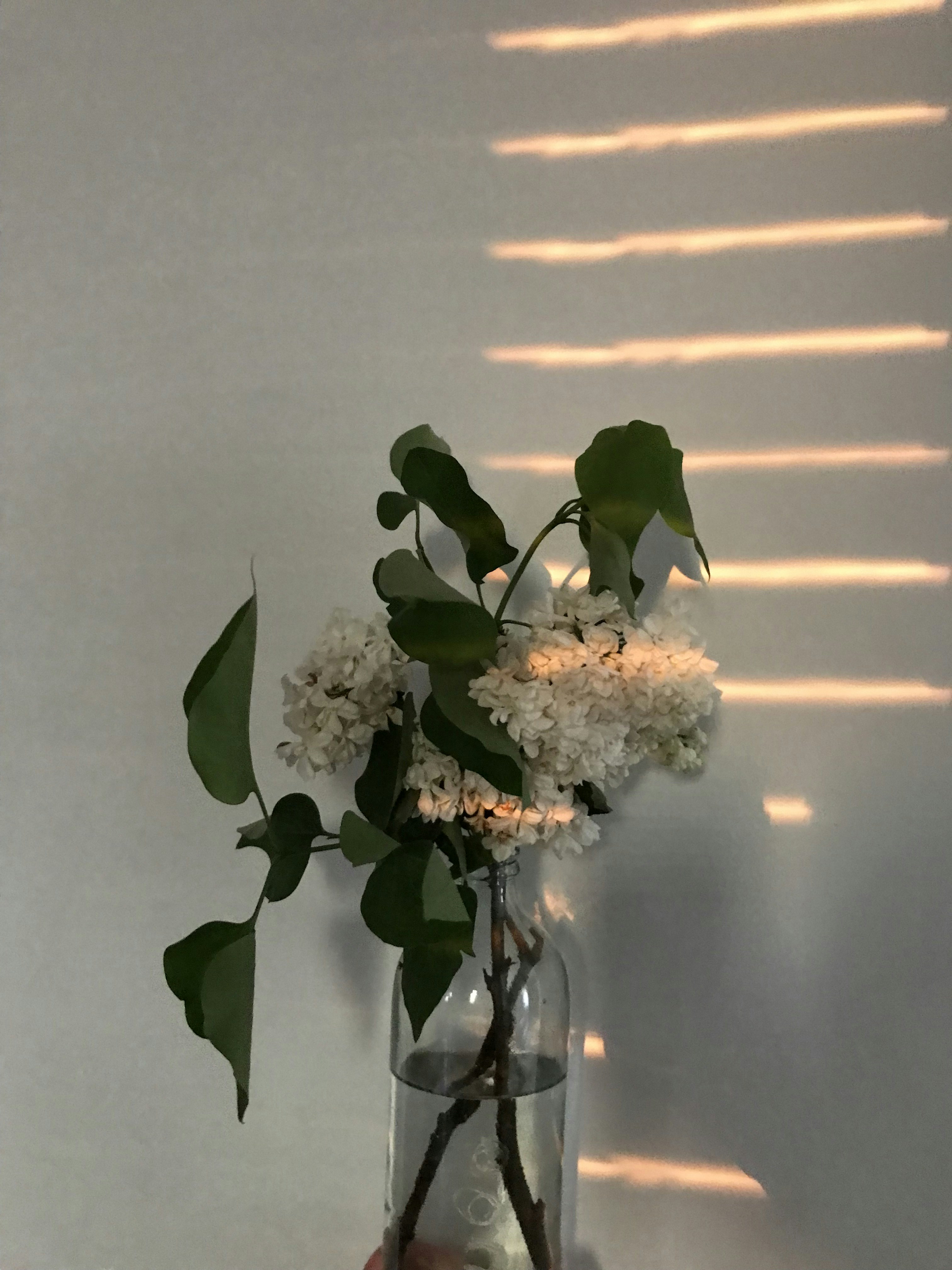 un vaso con fiori bianchi