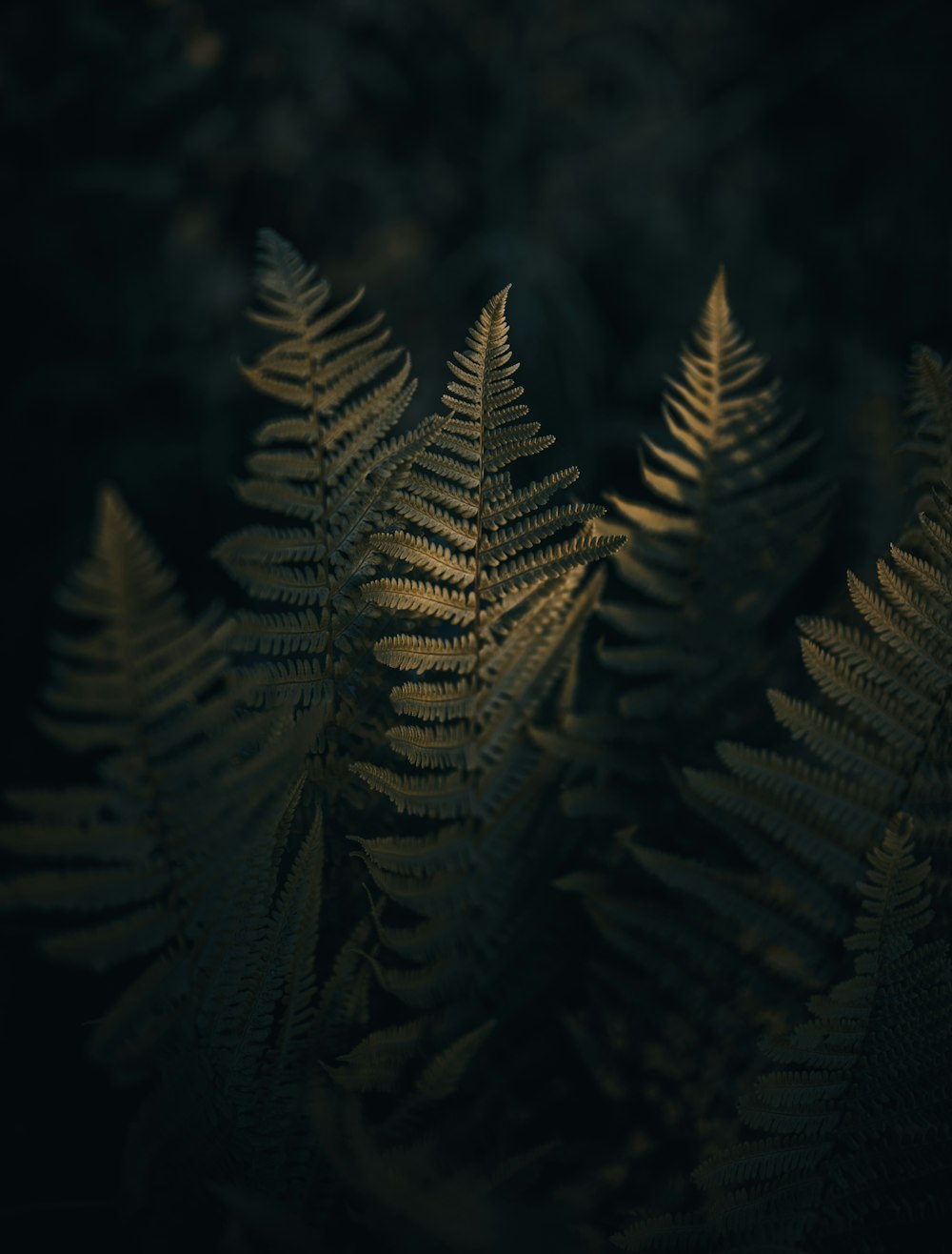 a close-up of some plants