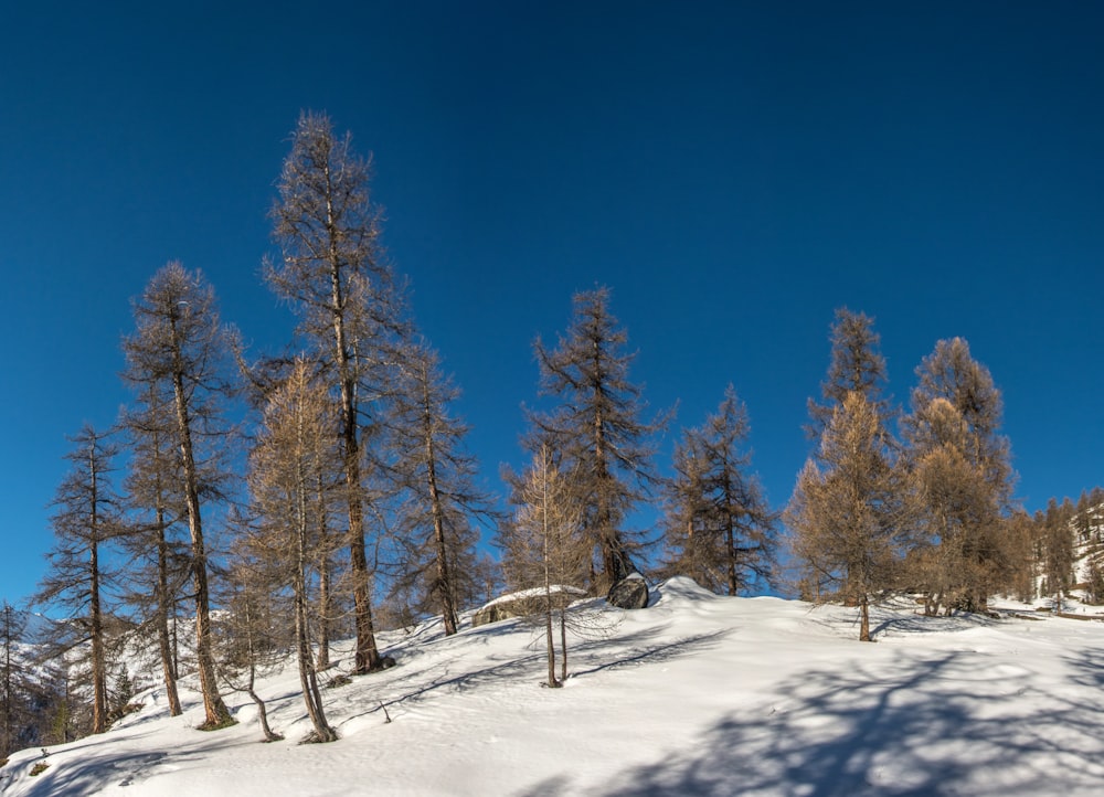 una colina nevada con árboles