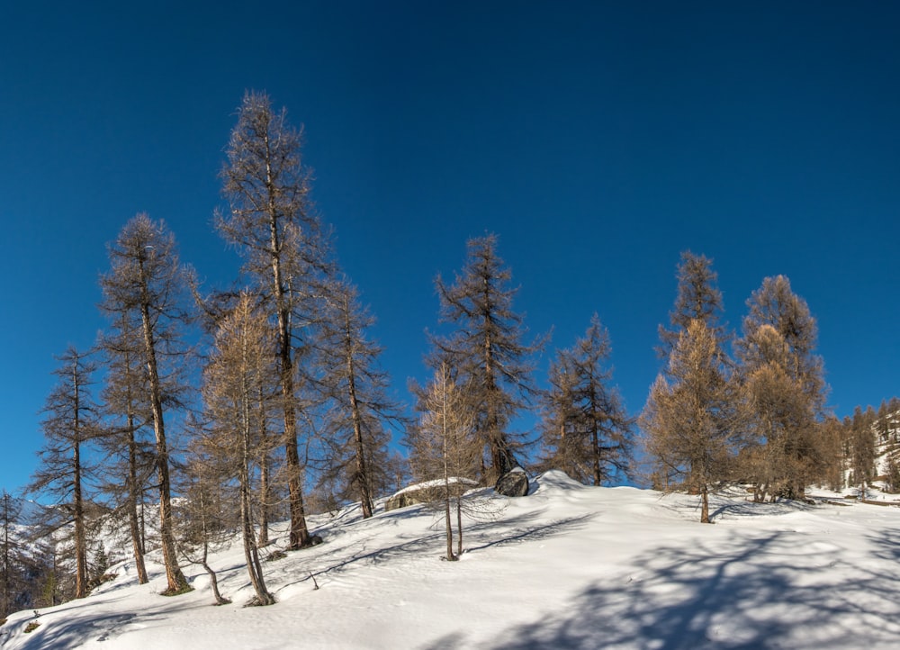 a snowy hill with trees on it