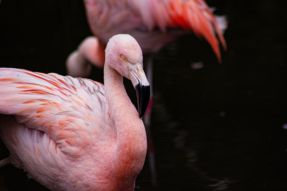 um par de flamingos