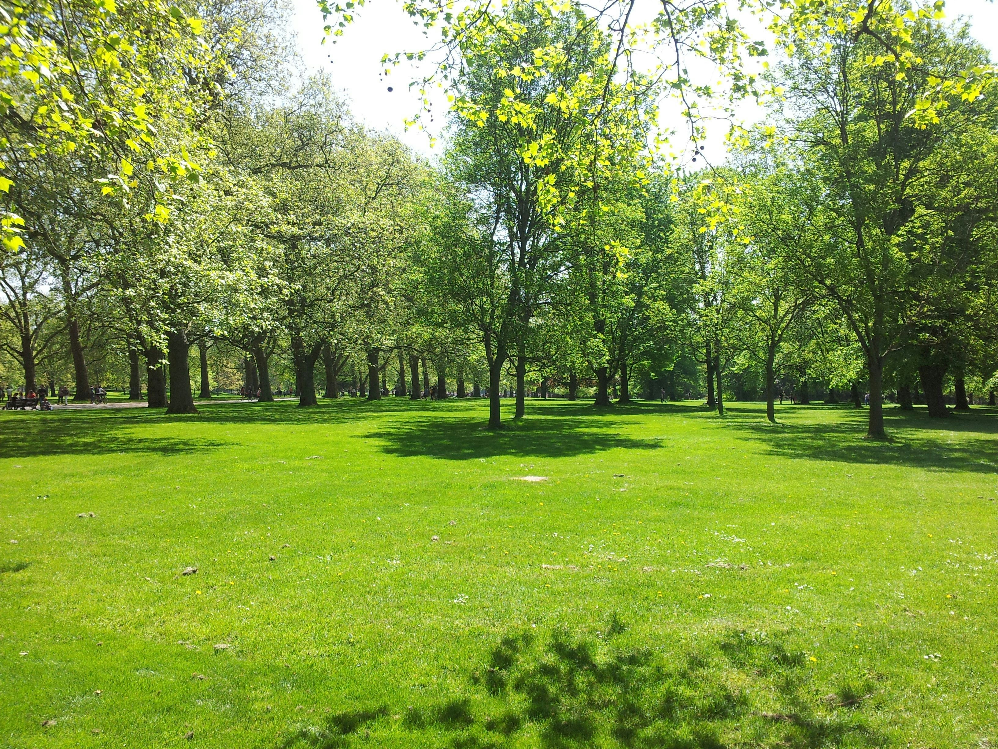 Lush green public park with walking paths, trees providing shade, families enjoying outdoor space, sunny day