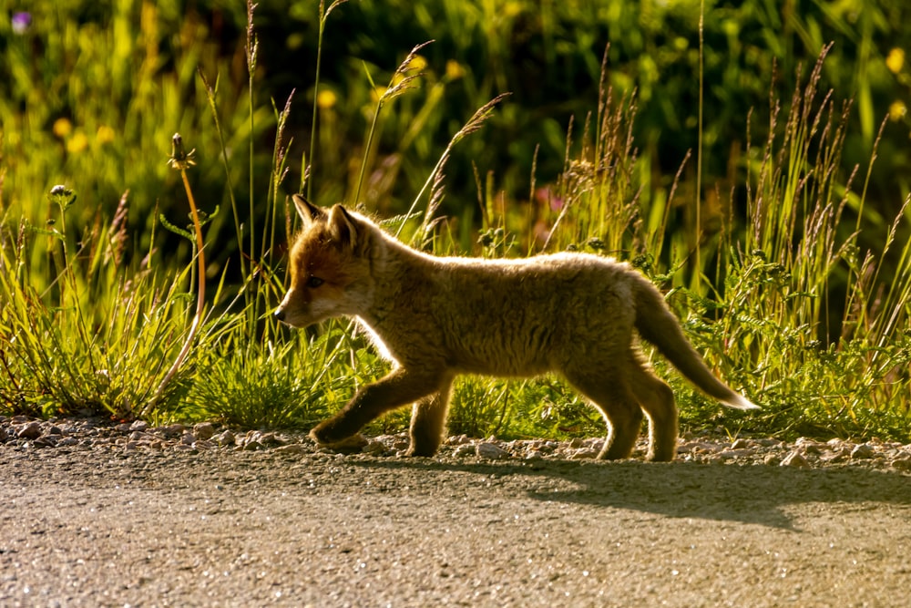 a cat walking on a dirt road