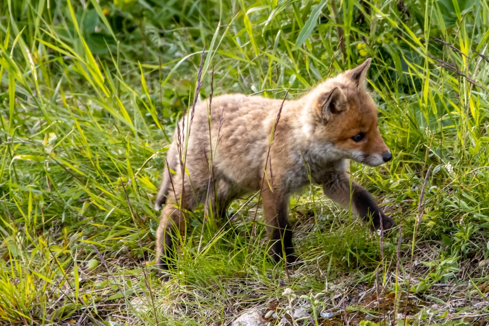 a fox in the grass